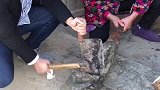 奶奶放了几年的老腊肉，切开看里面的结构，我的口水都流出来了！