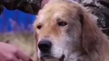 军犬为保护营地 挺身而出与棕熊打架 牙齿都被拍掉
