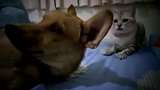 狗狗向猫咪示好，反被误解成挑衅，结果被猫咪围攻