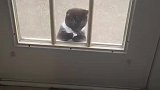 小猫双爪交叉放在门上
