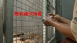 专家现场诊断杭州第二只外逃金钱豹伤情：右后肢外伤，趾甲丢失