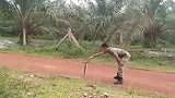眼镜蛇“挡路”吓坏众人 小哥一个动作把蛇搞蒙
