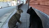 狸花猫：最近门都不能出，只能找黑猫吵一架
