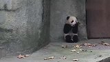 熊猫宝宝乖乖的坐在墙角里玩叶子，顺便等爸爸来接!
