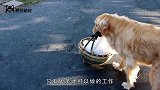 银行来了一位“顾客”，强行霸占柜台不走，金毛：叫你们经理出来