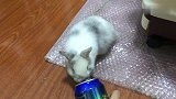 主人拿了一罐雪碧给兔子，兔子的反应把主人吓了一跳