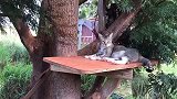 收养500只猫是什么体验？进来看看吧！