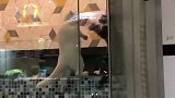 橘猫：敌不动我不动，敌一动，瞅它内样也跑不了多远！