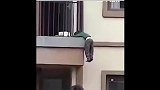这辈子你为谁拼过命？命悬一线见义勇为，这位大叔真的是太勇敢了