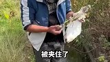 现实版鹬蚌相争，男子路过解救