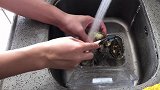 每周家常菜：生蚝自由