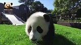 熊猫妈妈睡着了，懂事的宝宝主动承担卖萌重任，可爱得不像话