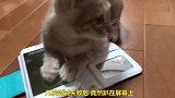 主人用手机测试猫咪的智商，被猫咪识破后，结果是这样