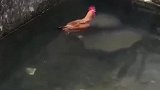 大公鸡：终于到岸边了，好担心掉下去呀！