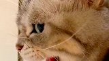 猫：我要狠起来，我自己都怕！
