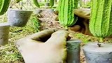 农民的奇思妙想，丝瓜再也不敢腰间盘突出了，网友这是畸形丝瓜吗