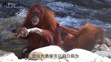 2只猩猩打拳击，比赛才刚开始，台下的观众就已经笑的停不下来了