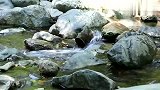 荒野大妈在河里发现牛蛙，直接强势带走，跑都跑不掉