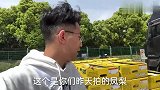 果恋兄弟给粉丝们带的海南金钻凤梨发货了，发货前给你们看看品质