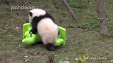 熊猫宝宝征服小木马