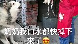 洛洛眼巴巴看着奶奶弄鸡肉，瞧把它馋得，太可爱了