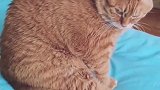 猫：咋回事，咋还挠不到了！