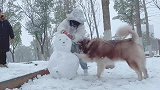 哇哦下雪天和雪橇犬更配哦