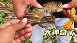 长翅膀的青蛙，太神奇了