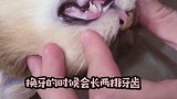 一个合格的铲屎官就是爱 瞎操心～vlog日常 这个视频有点料