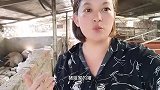 猪猪姐养出来的猪抗压强！泡水过后一切安好！小白养猪看完保你值