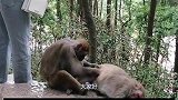 家长让猴子帮忙看孩子，接下来画面让人哭笑不得，镜头实拍全过程