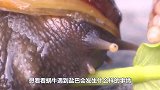 科学家将活猪扔进百米海底，十天过去了，猪的下场让人吃惊