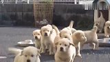 听到主人召唤，这群小金毛竟然这么不给面子!