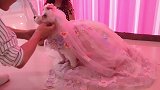 带你披上婚纱成为狗妈妈