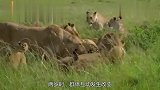 草原霸主之争,两头雄狮争夺地盘,互相撕咬,太精彩了