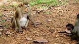 大猴子警告小猴子，小猴子很害怕，跑到另一个猴子的怀抱里