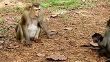 大猴子警告小猴子，小猴子很害怕，跑到另一个猴子的怀抱里