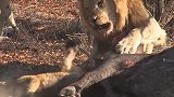 雄狮正在熟睡，被小狮子一口咬住尾巴，结果会怎样