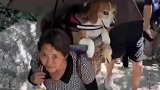 怕狗累雇人背上山路人忍不住吐槽