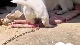 小狗依偎在妈妈身边，无忧无虑肆意玩耍