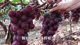 秦果果-三招教你如何选出好的葡萄