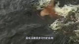 亚马逊最“可怕”的生物，千万别在河里小便，当心它趁机窜进膀胱