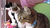猫咪在草坪上发现一只螳螂，直接上前掐架，下一秒憋住不要笑！