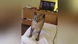 这猫咪打喷嚏的情景, 让我想起了舞龙狮