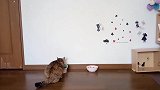 小猫咪吃的真是太认真了，尾巴还在地上动着，是在吓唬别人吗