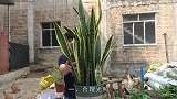 每隔1月浇点它，虎皮兰夏季翠绿茂盛，新芽冒不停