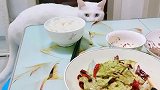 猫：主人，给我吃片瘦肉呗！
