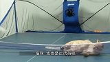 猫咪想打棒球比赛，工作人员前去阻止，猫：尝尝我的猫猫拳！
