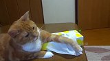 太好笑了，主人抽纸巾时，被自家的猫咪教训了