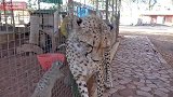 几只猫鼬，一看到猎豹，再也控制不住自己啦